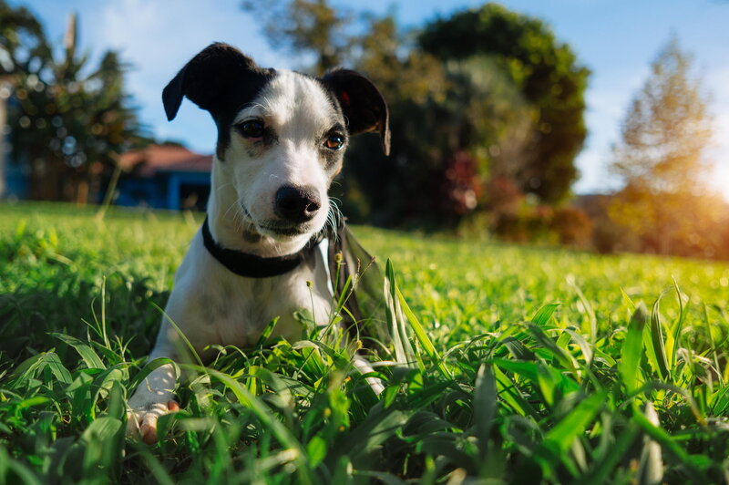 Black and White Dog — Green, Calm, Afternoon, Photograph, Grass, Trees