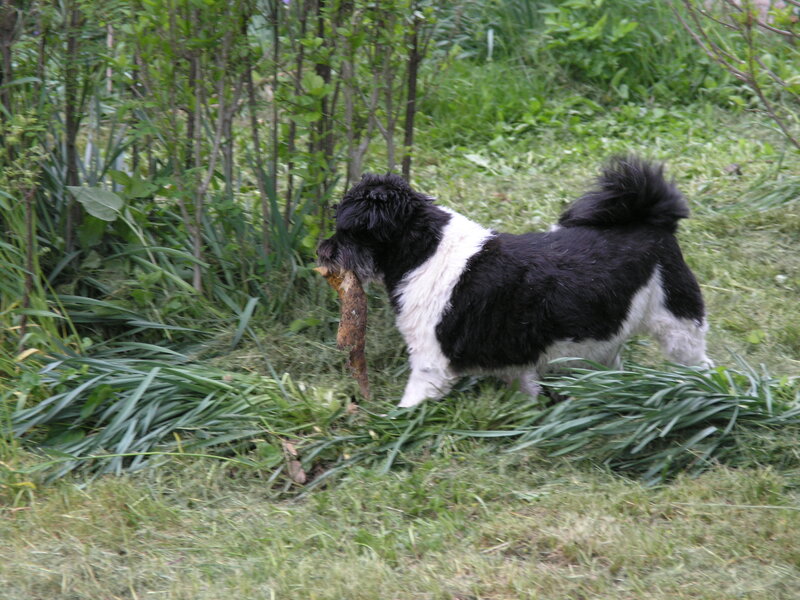 Black and White Dog — Green, Calm, Afternoon, Photograph, Stick