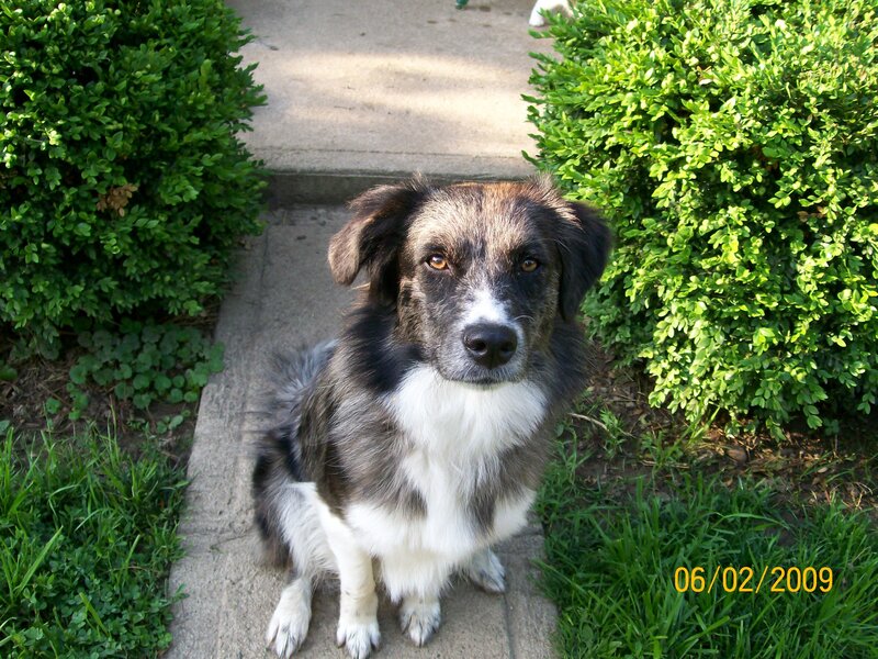Black and White Dog — Green, Calm, Afternoon