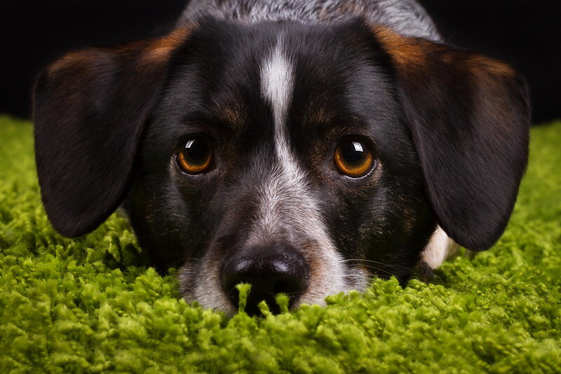 Black and White Dog — Green, Calm, Photograph