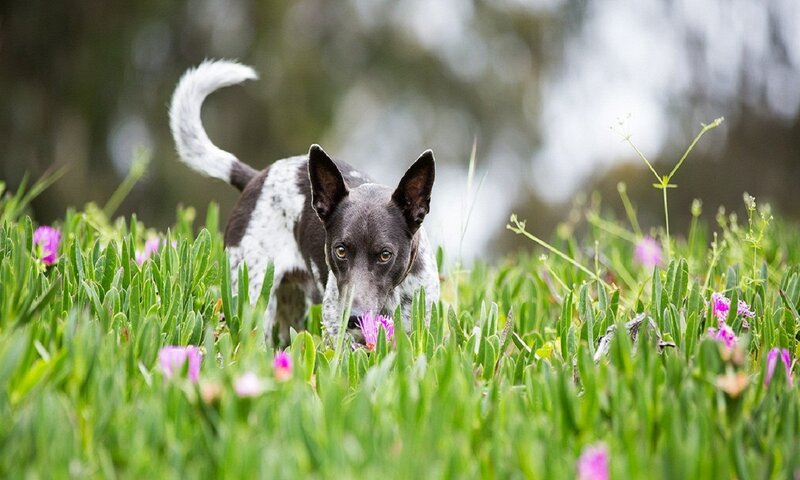 Black and White Dog — Green, Calm, Spring