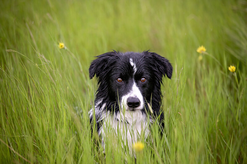 Black and White Dog — Green, Calm, Summer