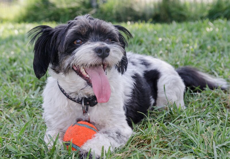 Black and White Dog — Green, Playful, Afternoon, Photograph, Grass