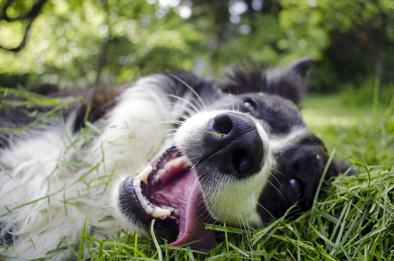 Black and White Dog — Green, Playful, Afternoon, Photograph
