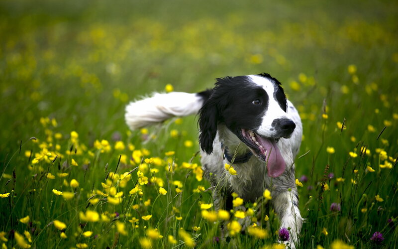 Black and White Dog — Green, Playful, Spring