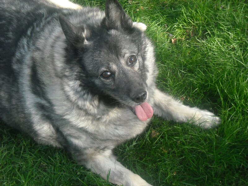 Black and White Dog — Green, Relaxed, Afternoon