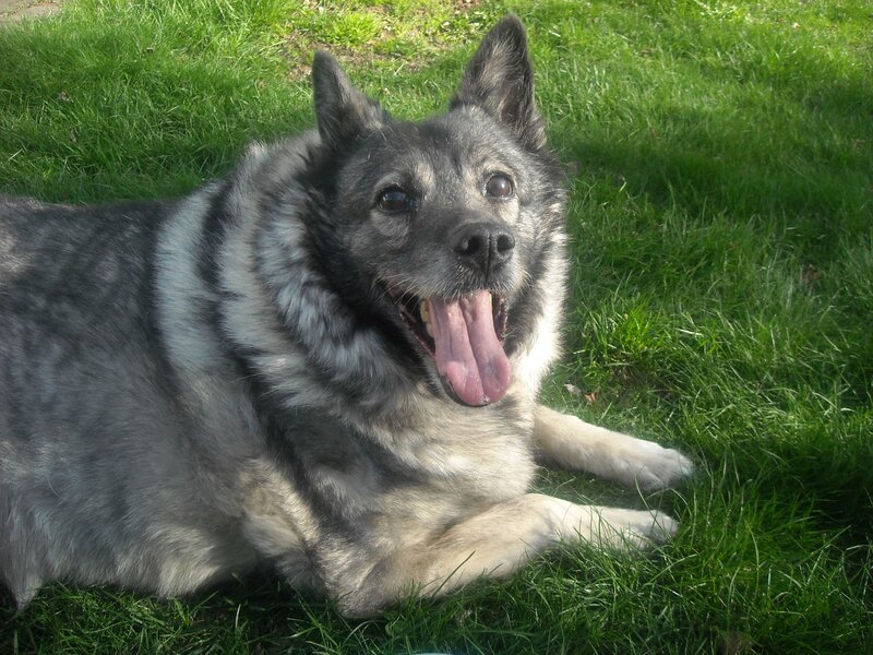 Black and White Dog — Green, Relaxed