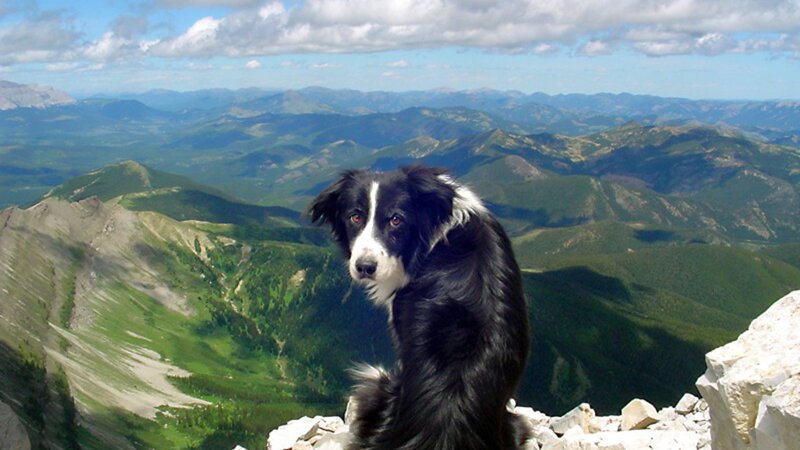 Black and White Dog — Green, Serene, Afternoon, Photograph