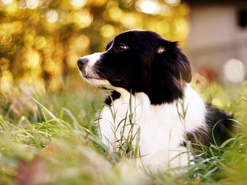 Black and White Dog — Green, Serene, Afternoon