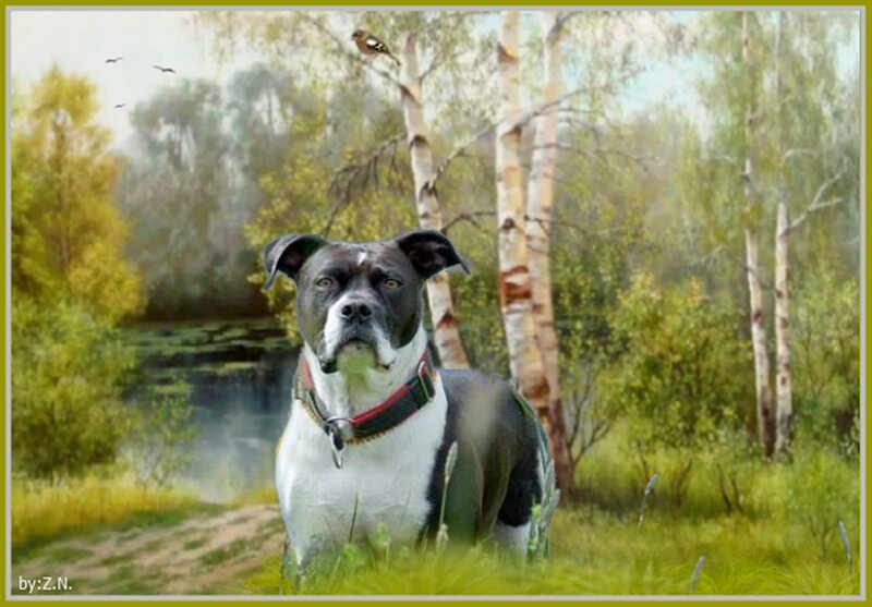 Black and White Dog — Green, Serene, Spring, Digital Art
