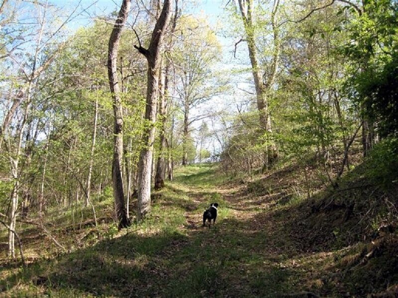 Black and White Dog — Green, Serene, Spring