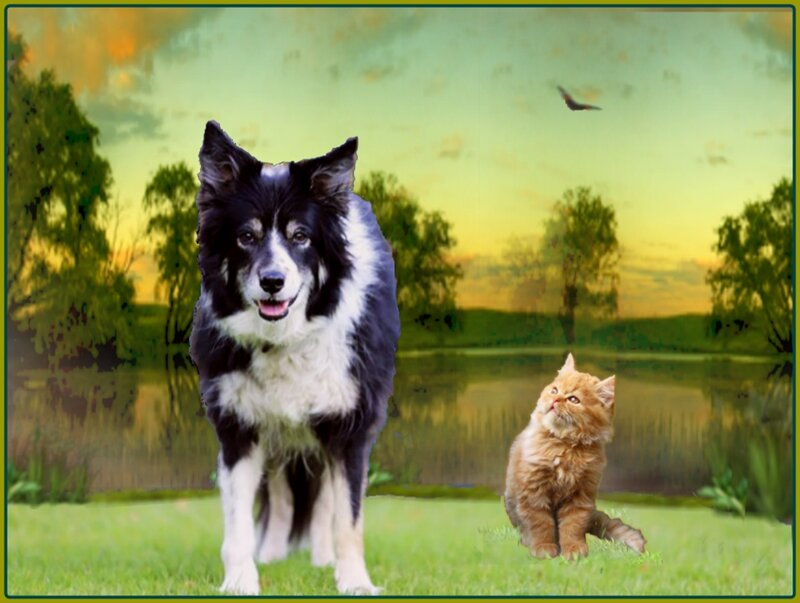 Black and White Dog — Green, Serene, Sunset