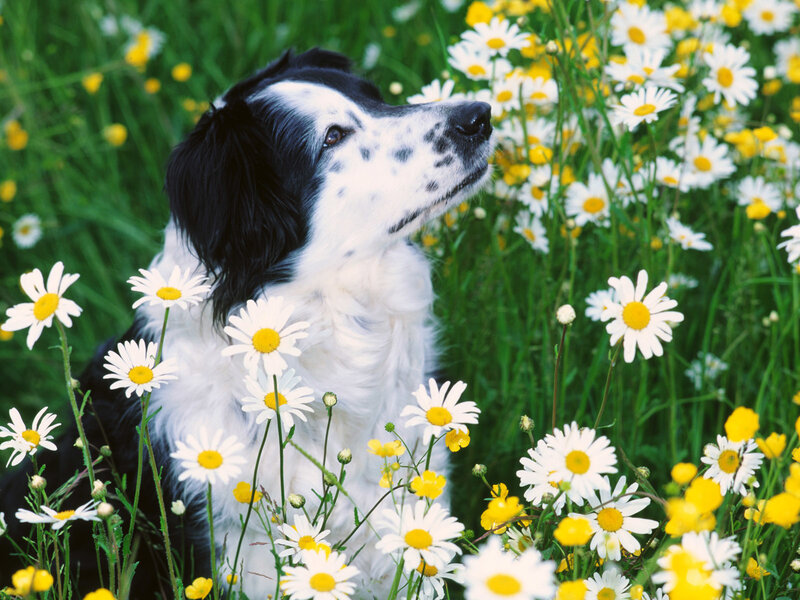 Black and White Dog — Green, Serene