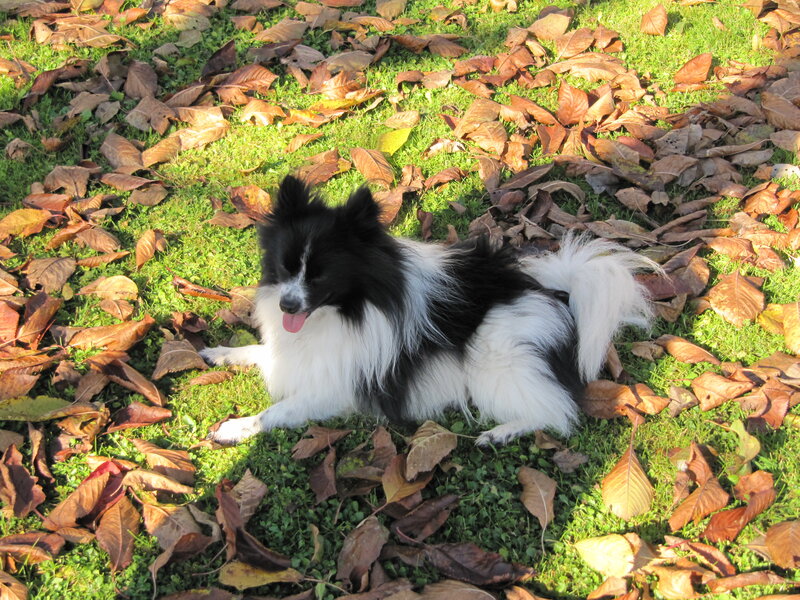 Black and White Dog — Green