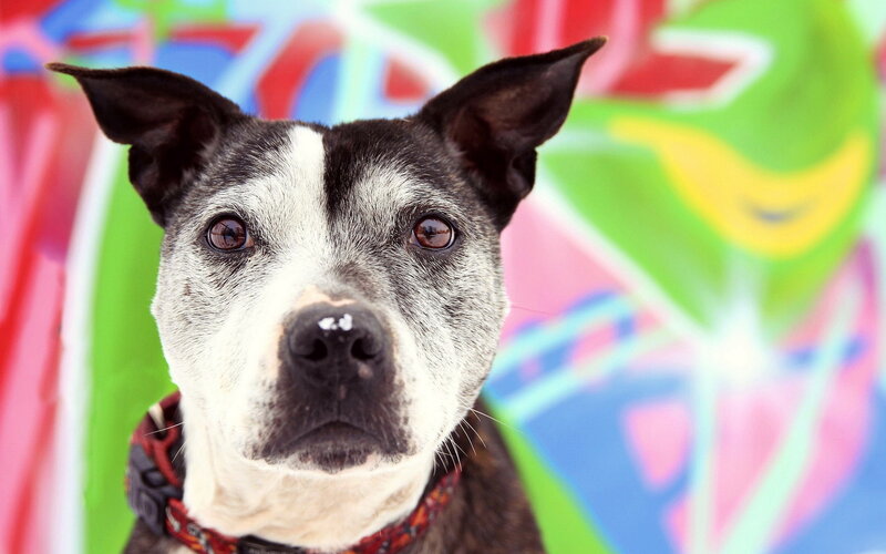 Black and White Dog — Green, Vibrant, Photograph