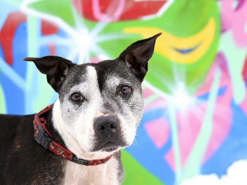 Black and White Dog — Green, Vibrant