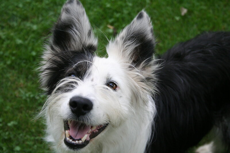 Black and White Dog — Happy