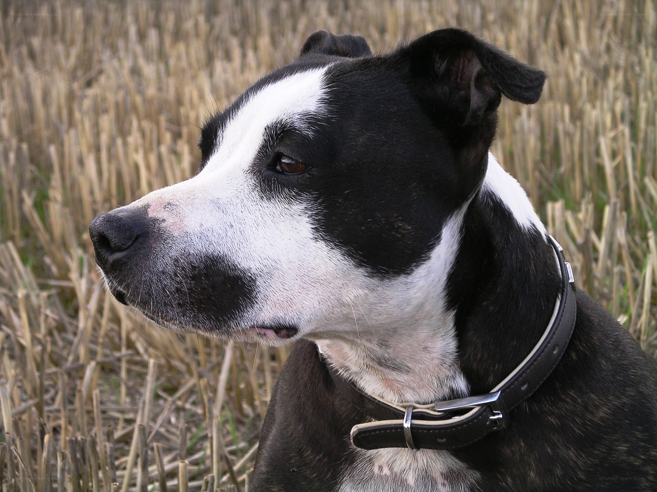 black and white dog in field