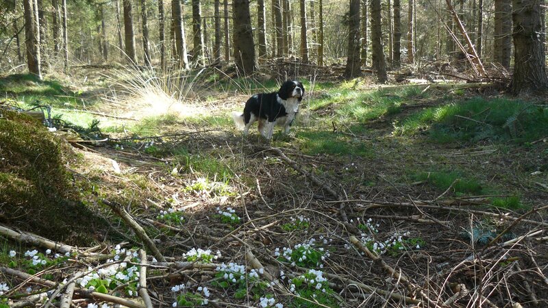 Black and White Dog in Forest — Green