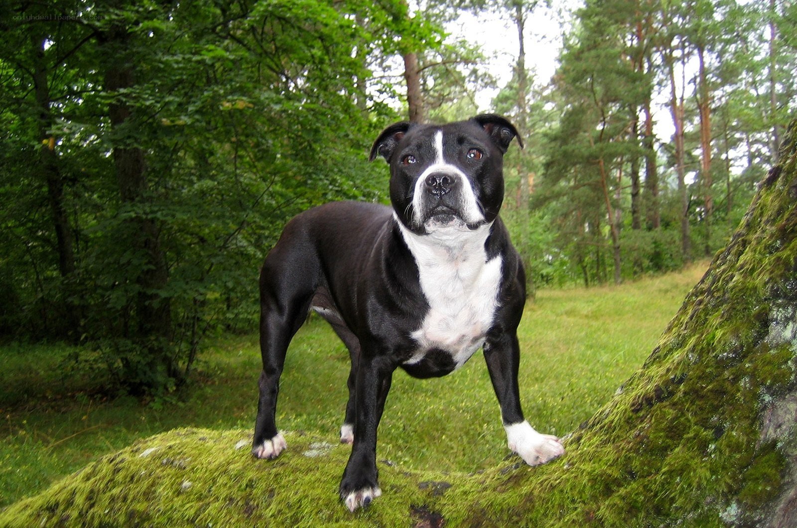 black and white dog in forest