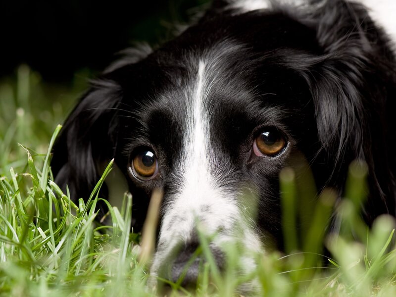 black and white dog in grass