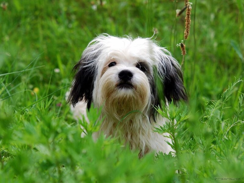 Black-and-white Dog in Grass — Green