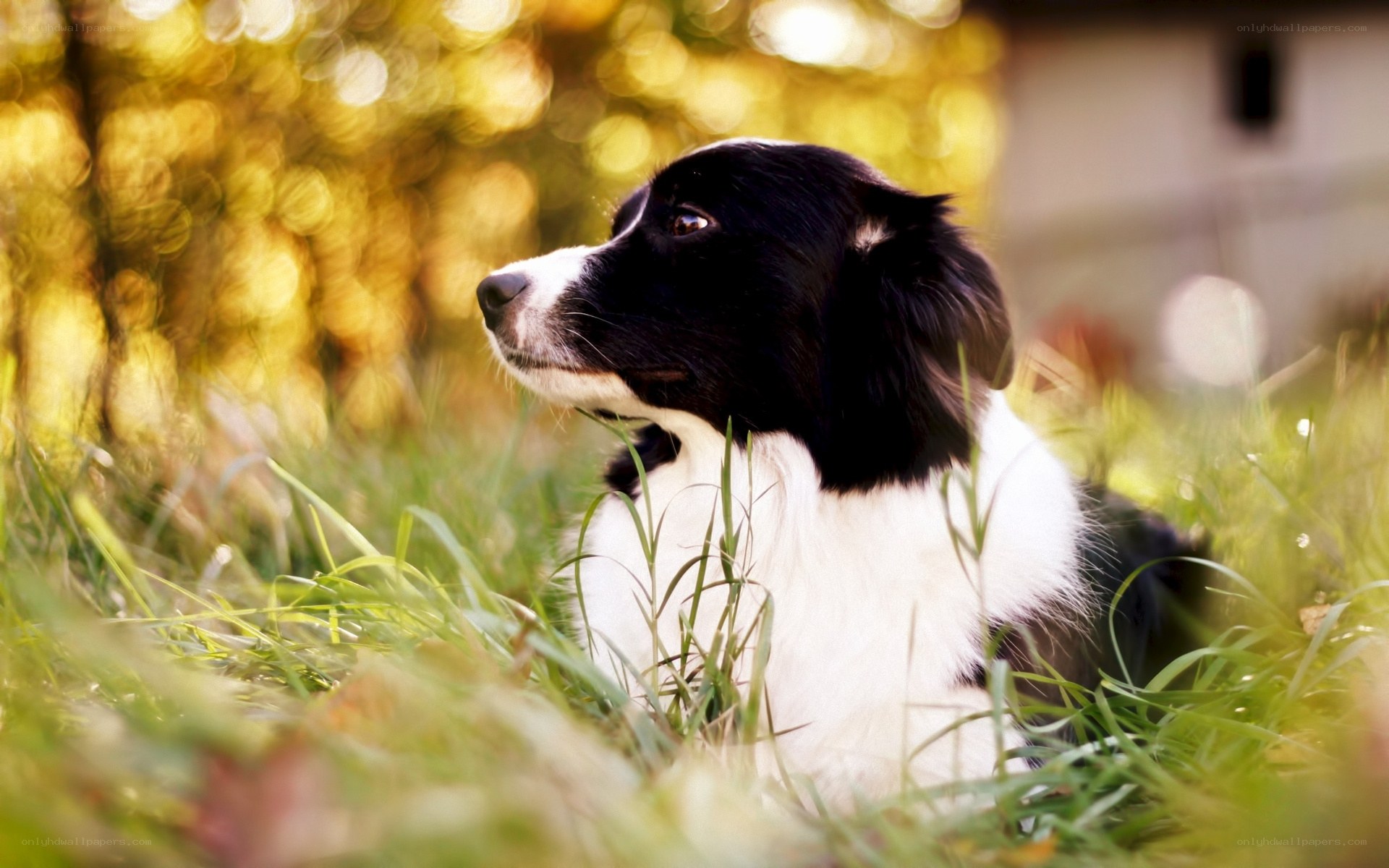 black and white dog in grass