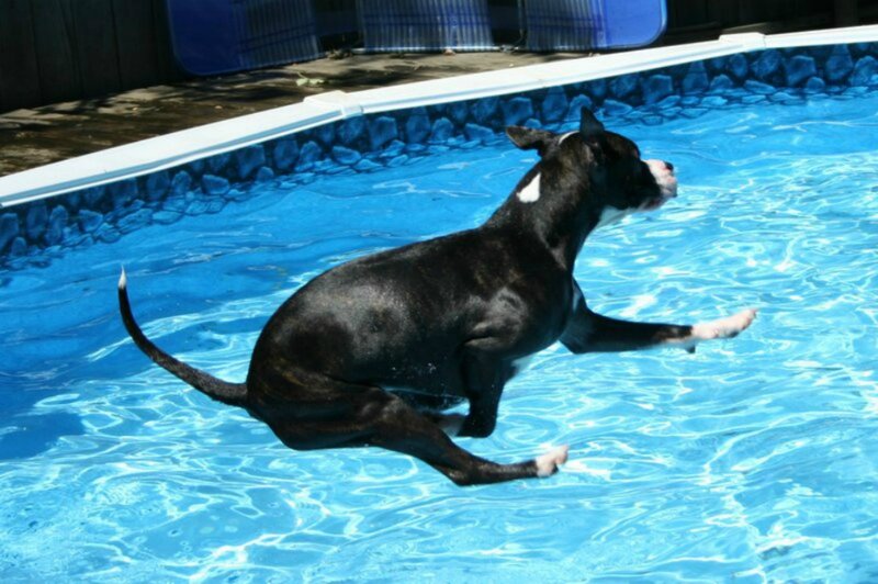 Black and White Dog in Pool