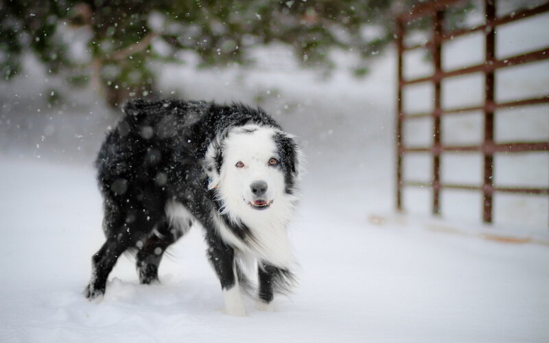 Black and White Dog in Snow — Cold