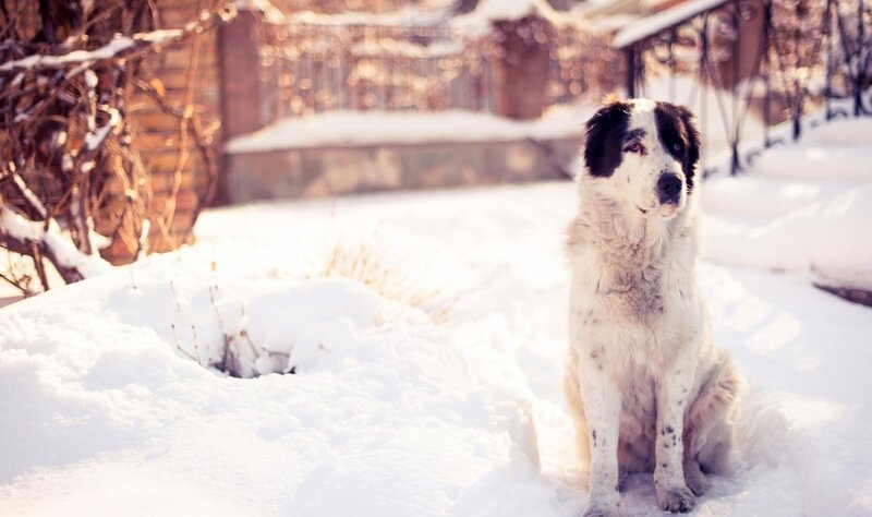 Black-and-white Dog in Snow — White, Calm