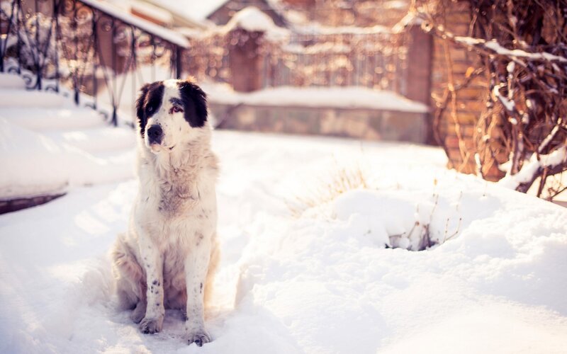 Black-and-white Dog in Snow — White
