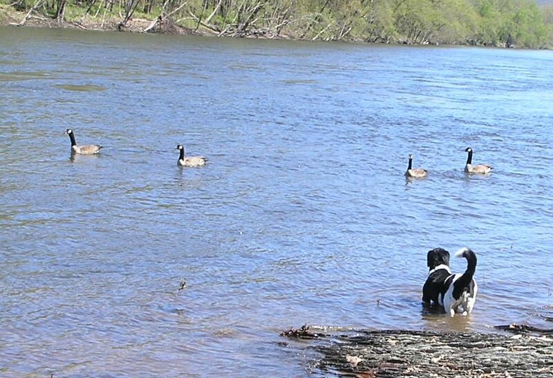 Black and White Dog in Water