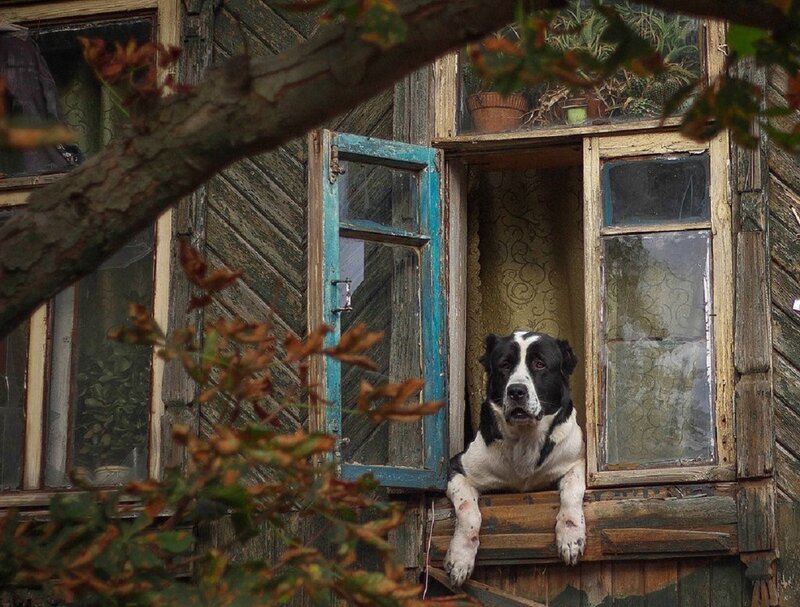 Black and White Dog in Window — Brown