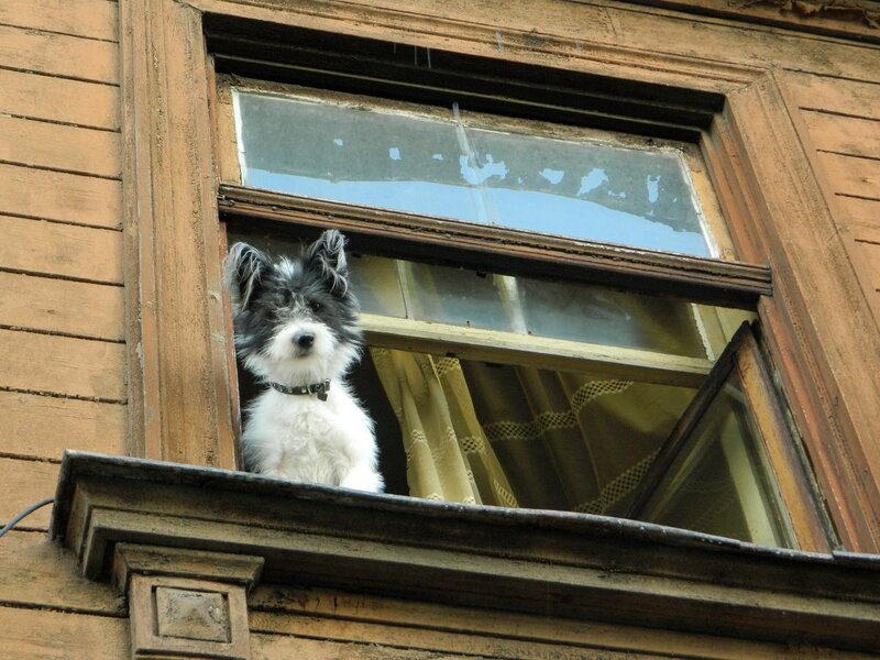 Black-and-white Dog in Window