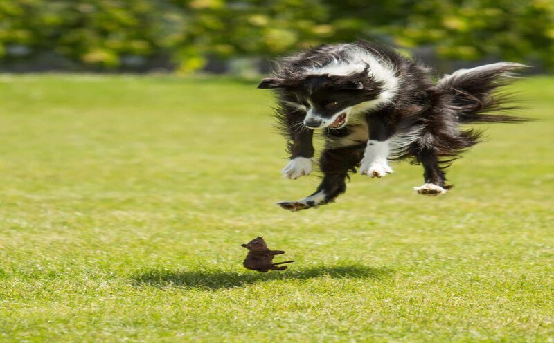 Black and White Dog Jumping