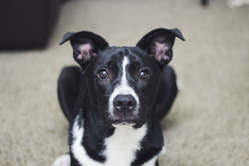 black and white dog looking up