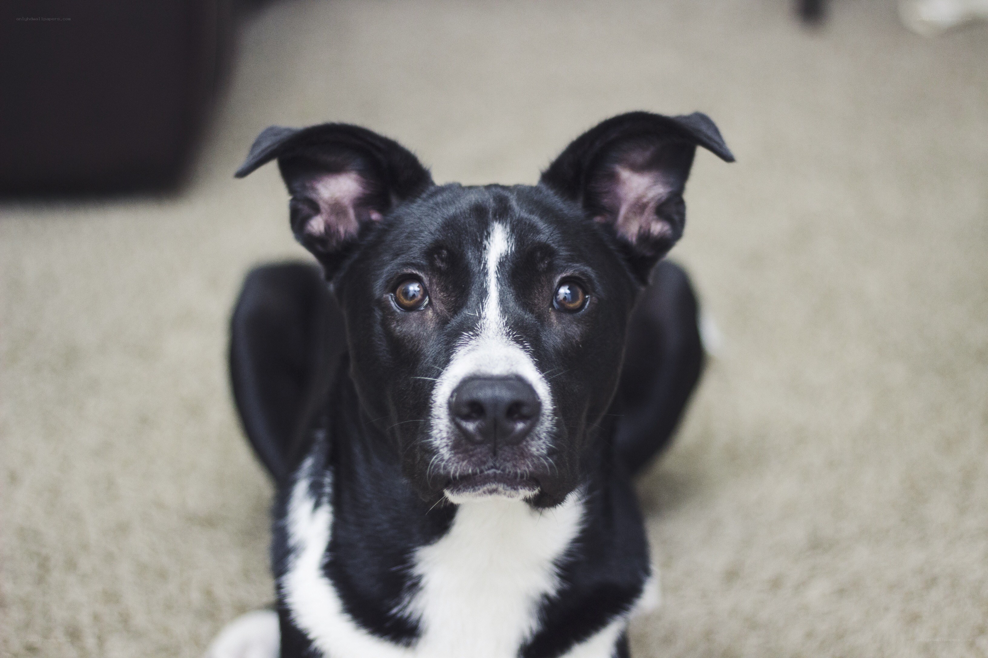black and white dog looking up