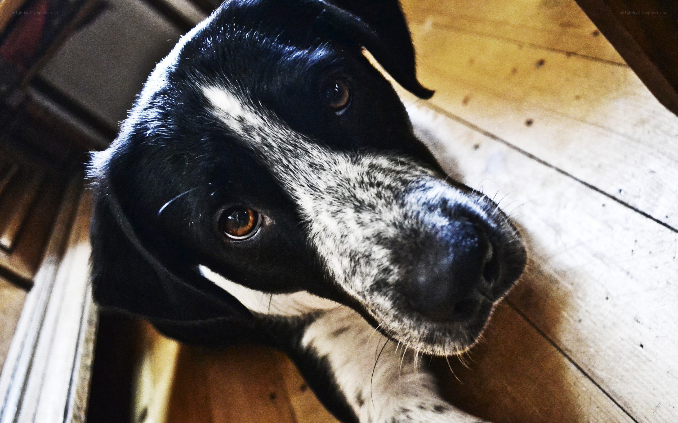 black and white dog looking up