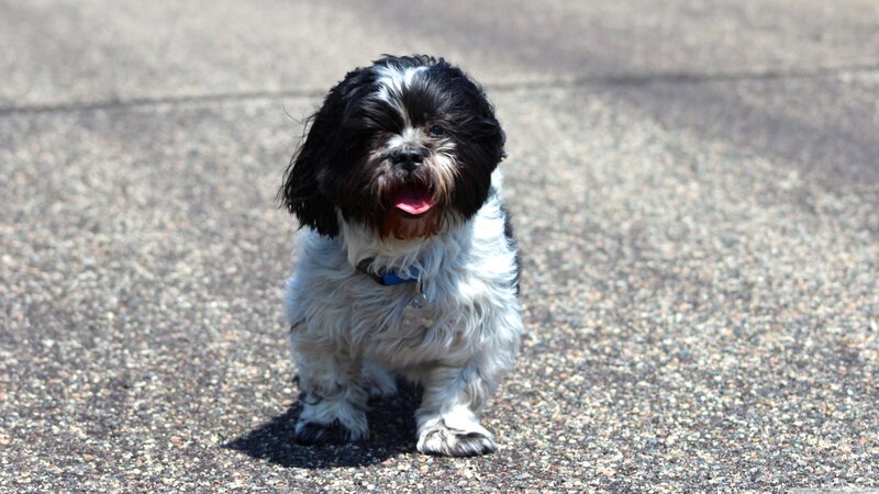 Black and White Dog — Neutral, Afternoon