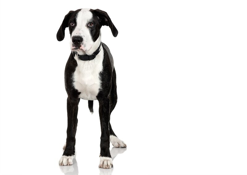 Black and White Dog — Neutral, Photograph, Collar