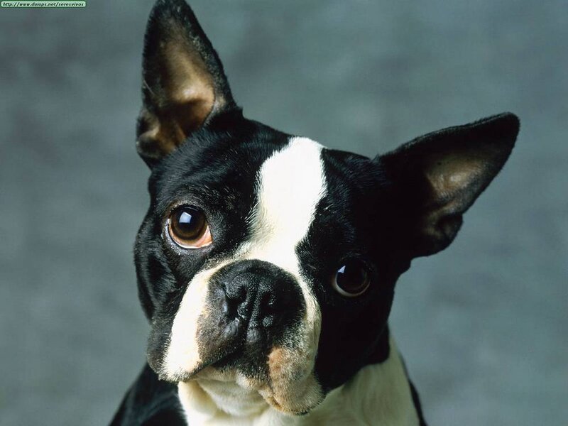 Black and White Dog — Neutral, Photograph, Ears