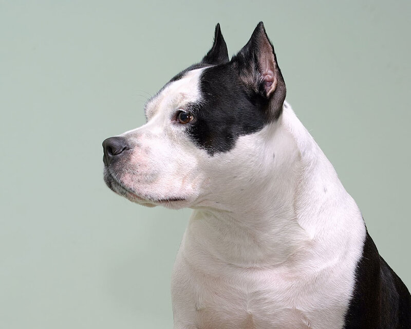 Black and White Dog — Neutral, Photograph, Green Background