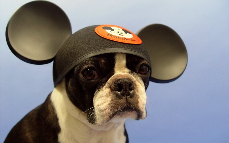 Black and White Dog — Neutral, Photograph, Hat
