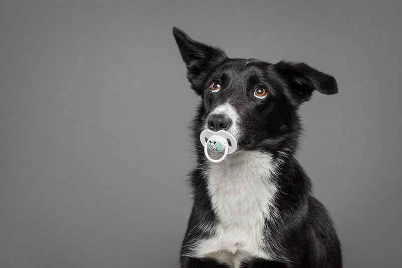 Black and White Dog — Neutral, Photograph, Pacifier