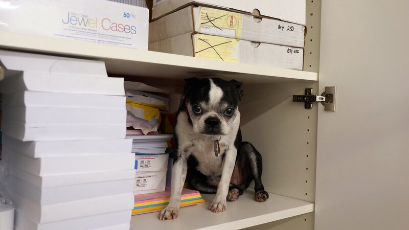 Black and White Dog — Neutral, Photograph, Shelf