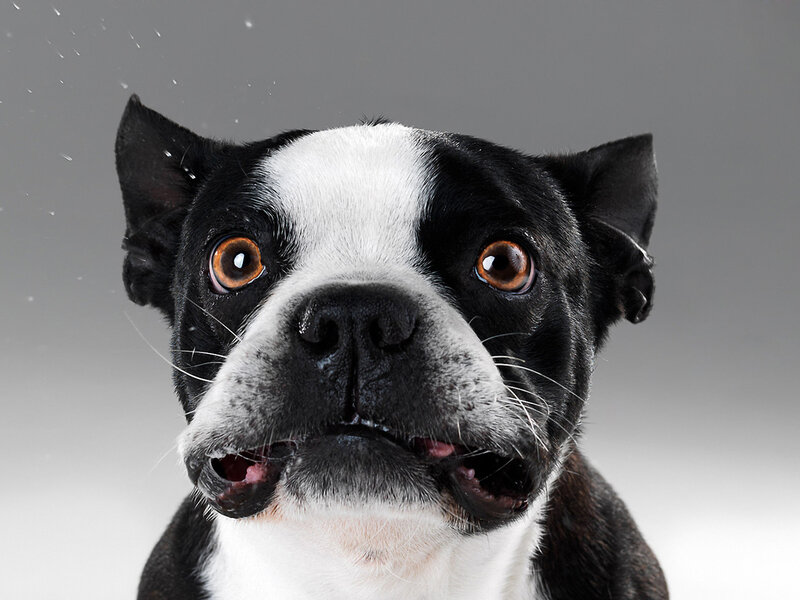 Black and White Dog — Neutral, Photograph