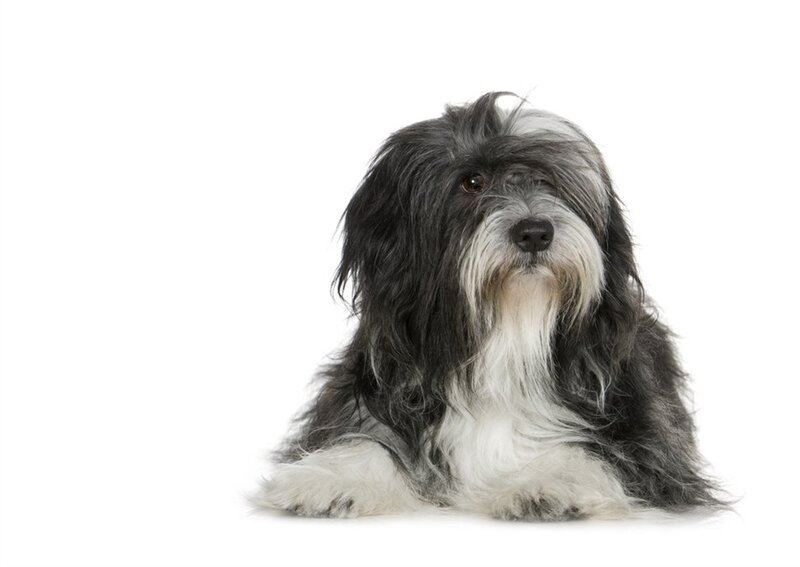 Black and White Dog — Neutral, Photograph, White Background