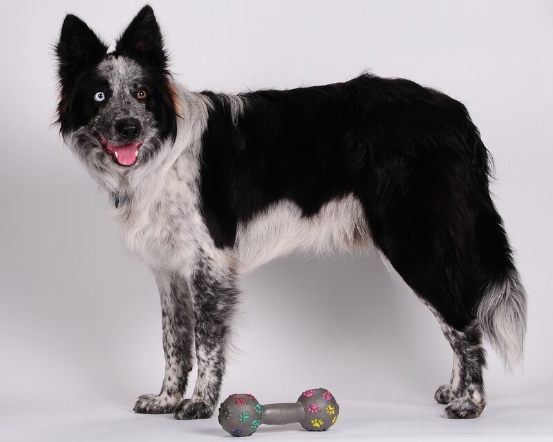 Black and White Dog — Neutral