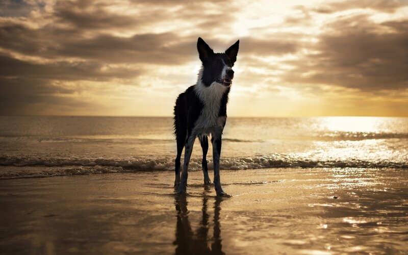 Black and White Dog on Beach