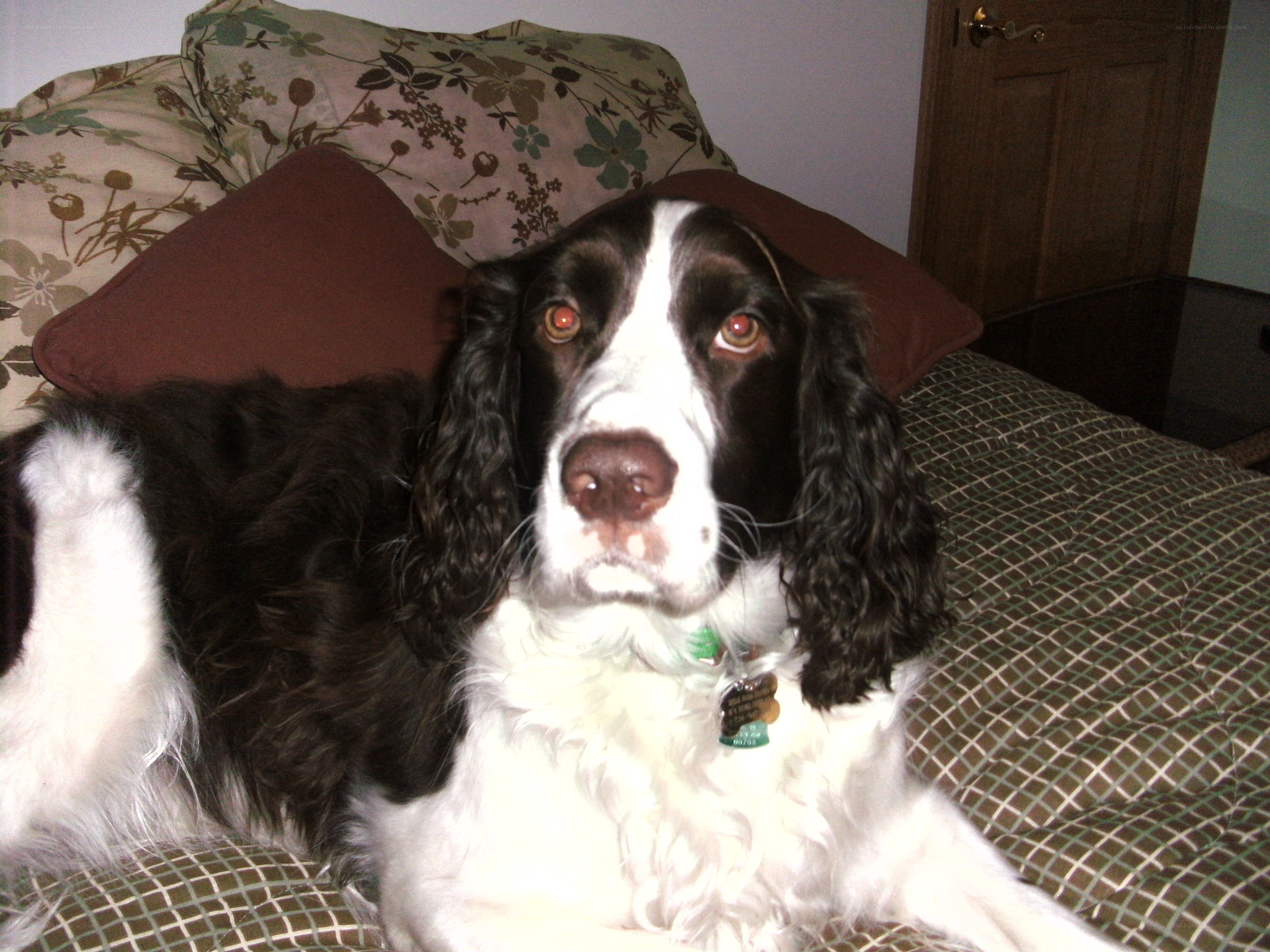 black and white dog on bed